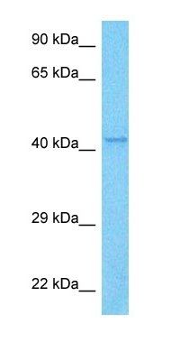 TR49B antibody