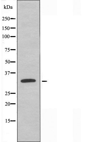 TRA-2Alpha antibody