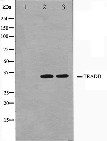 TRADD antibody