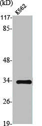 TRADD antibody