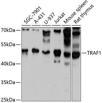 TRAF1 antibody