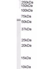 Goat anti-TRAF1 Antibody