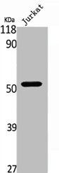 TRAF2 Antibody