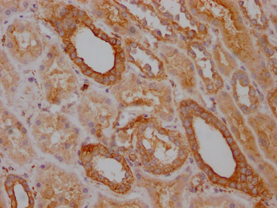 TRAF2 Recombinant Monoclonal Antibody