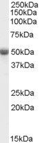 Goat anti-TRAF2 Antibody
