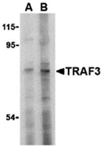 TRAF3 Antibody