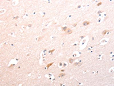 TRAF3IP1 Antibody