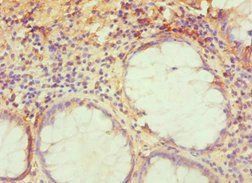 TRAF3IP2 Antibody