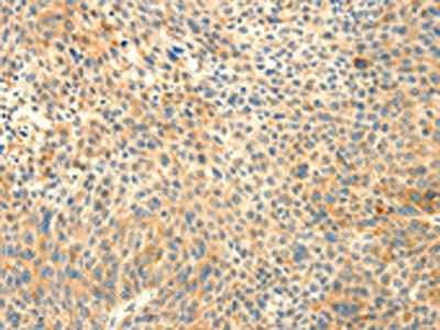 TRAF3IP2 Antibody