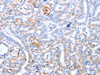TRAF3IP3 Antibody