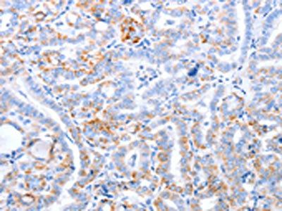 TRAF3IP3 antibody