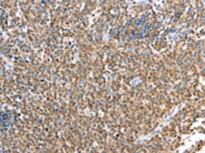 TRAF3IP3 Antibody
