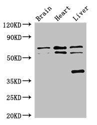 TRAF3IP3 antibody