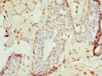 TRAF4 Antibody