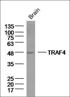 TRAF4 antibody