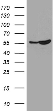 TRAF5 antibody