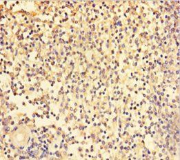 TRAF5 Antibody