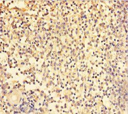 TRAF5 antibody