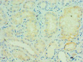 TRAF5 Antibody