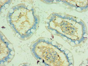 TRAF5 Antibody