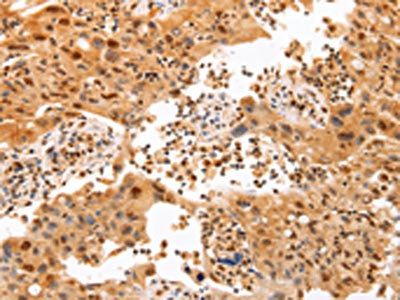 TRAF5 antibody