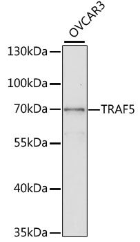 TRAF5 antibody