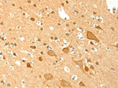 TRAF6 Antibody
