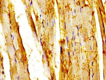 TRAF7 Antibody