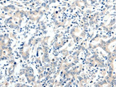 TRAF7 Antibody