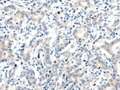 TRAF7 antibody