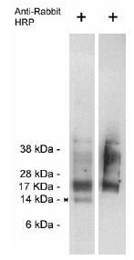 Trag 3 antibody
