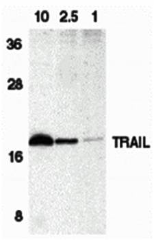 Trail Antibody