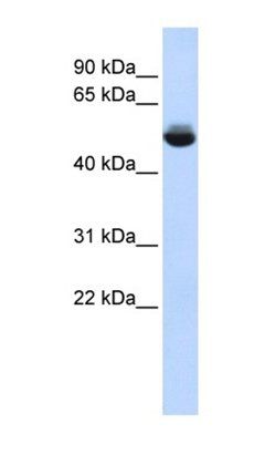 TRAM1L1 antibody