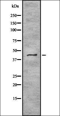 TRAM2 antibody