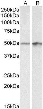 Goat anti-Transcription factor E2F4 Antibody