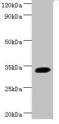 Transcription factor SOX-2 antibody
