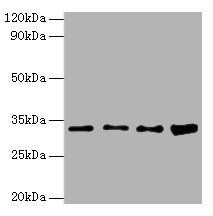 Transcription initiation factor IIE subunit beta antibody