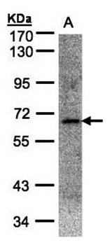 Transcription factor E3 antibody
