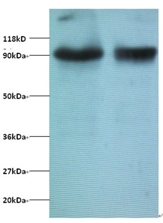 Transcription intermediary factor 1-beta antibody (Biotin)