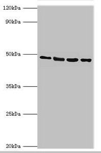 Transcriptional enhancer factor TEF-5 antibody