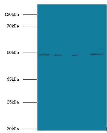 Transcriptional enhancer factor TEF-5 antibody (Biotin)