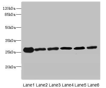 Transemp24 domain-containing protein 9 antibody