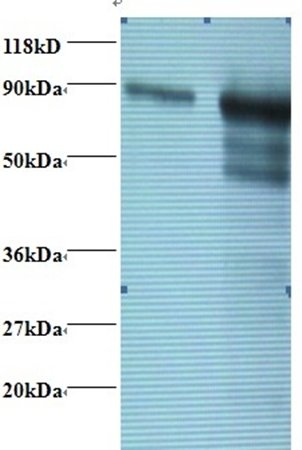 Transferrin antibody (Biotin)
