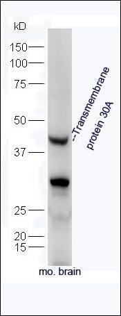Transmembrane protein 30A antibody