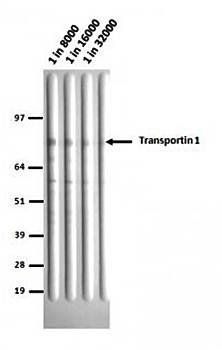 Transportin 1/MIP Monoclonal Antibody [D45] - Unconjugated / 0.1ml