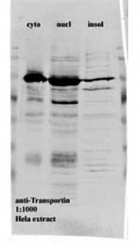 Transportin 1/MIP Monoclonal Antibody [D45] - Unconjugated / 50ul