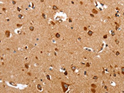 TRAP1 Antibody