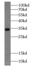 TRAPA antibody