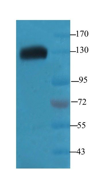 TRAPPC11 antibody