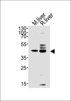 TRAPPC13 antibody